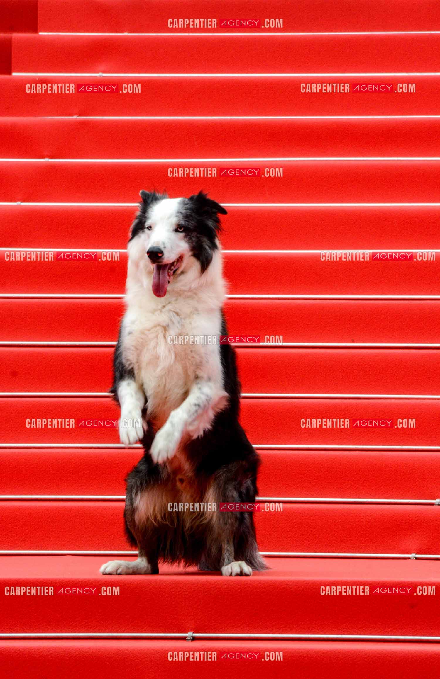 Ouverture du  77ème Festival de Cannes du 14 au 25 mai 2024. Le chien Messi  assiste à la projection du film « Le Deuxième Acte » et à la cérémonie d'ouverture sur le tapis rouge